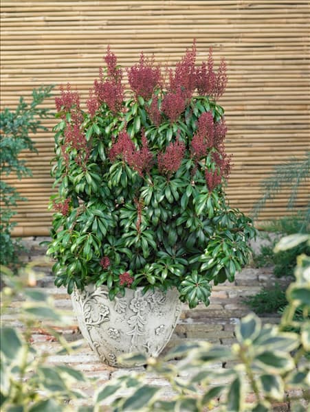 Pieris japonica Bonfire