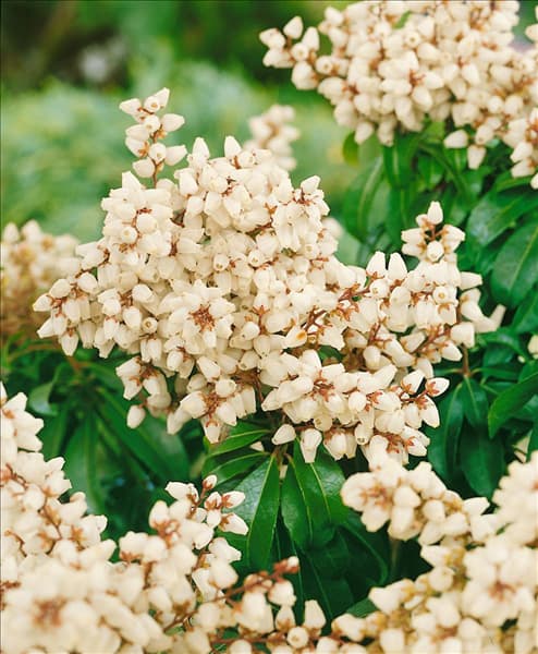 Pieris japonica Bonfire