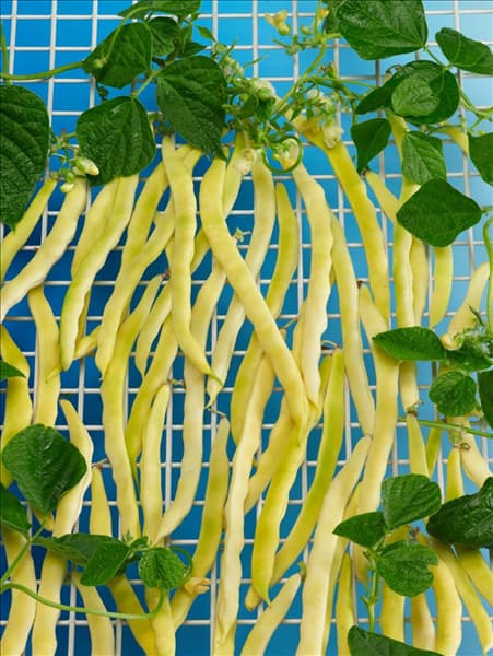 Phaseolus vulgaris var. nanus Neckargold