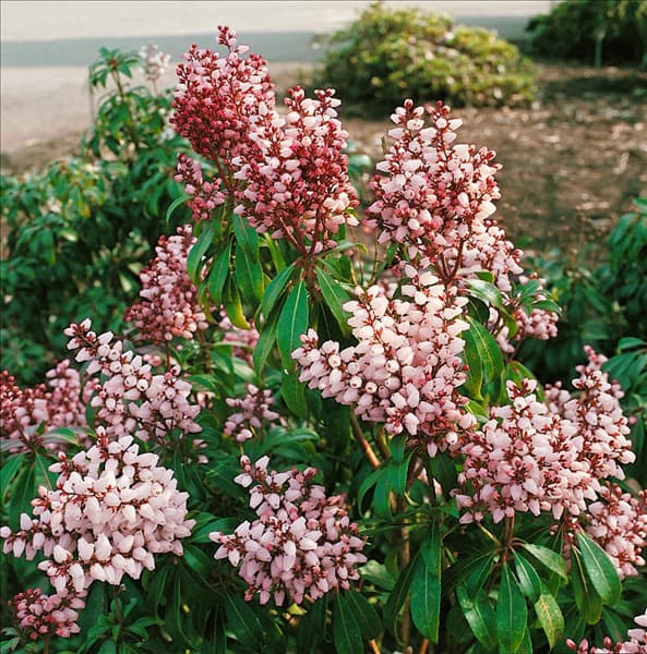 Pieris japonica Bonfire