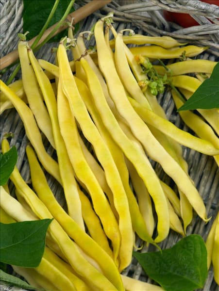 Phaseolus vulgaris var. nanus Neckargold