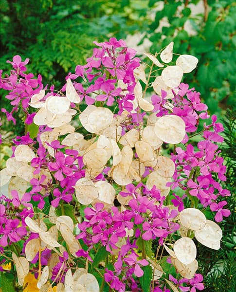 LUNARIA ANNUA