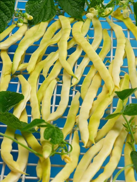 Phaseolus vulgaris var. nanus Neckargold