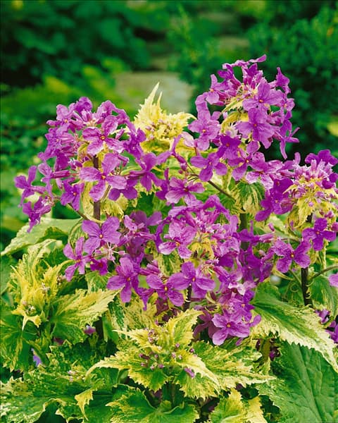 LUNARIA ANNUA VARIEGATA