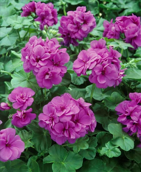 Pelargonium peltatum double Amethyst