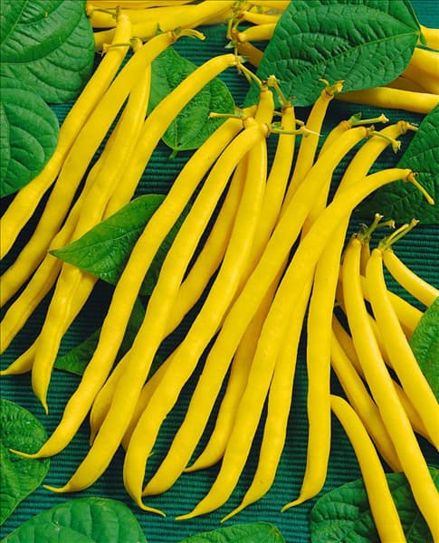 Stangenbohne / Phaseolus vulgaris var. vulgaris Neckargold