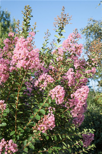 Lagerstroemia indica 'La Fayette'
