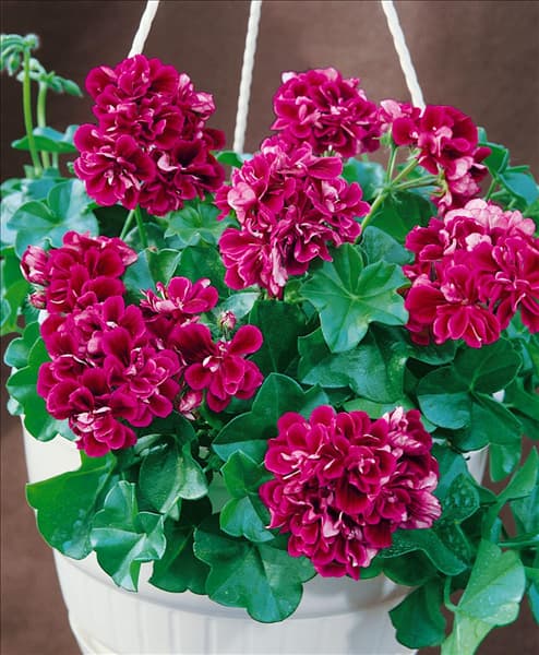 PELARGONIUM PELTATUM BARBE BLEUE
