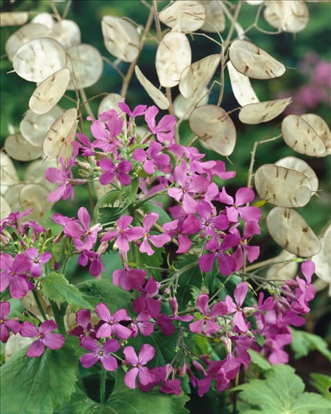 LUNARIA BIENNIS