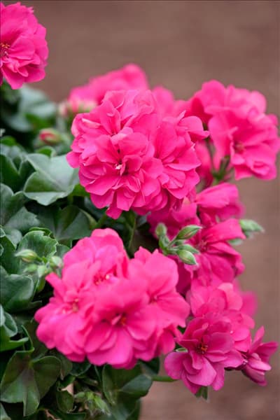 Pelargonium pac ® Rocky