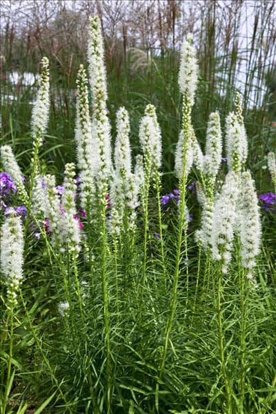 Liatris spicata Floristan Weiß
