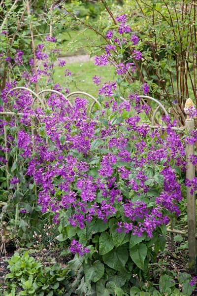 Lunaria annua