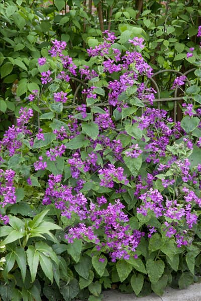 Lunaria annua