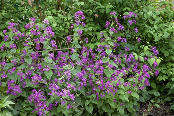 Lunaria annua