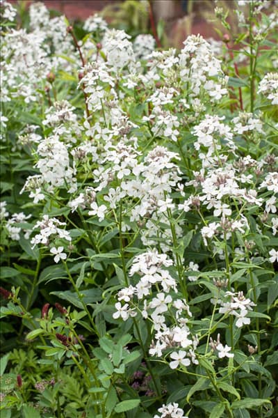Lunaria annua Albiflora