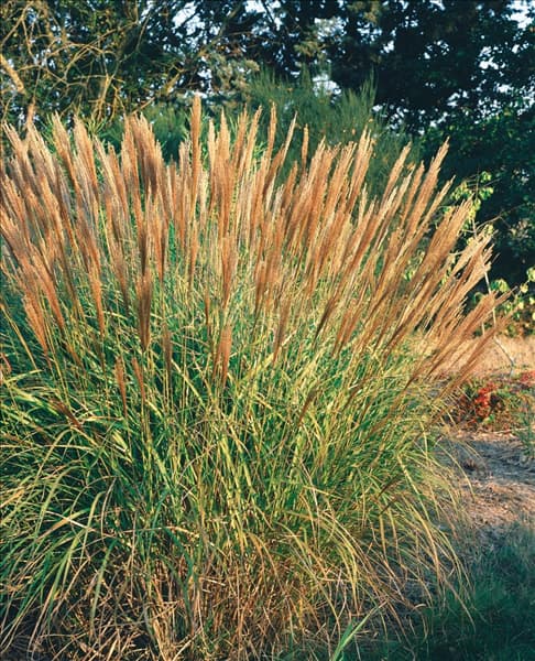 Miscanthus sinensis Adagio