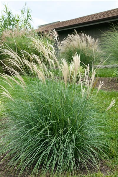 Miscanthus sinensis Adagio