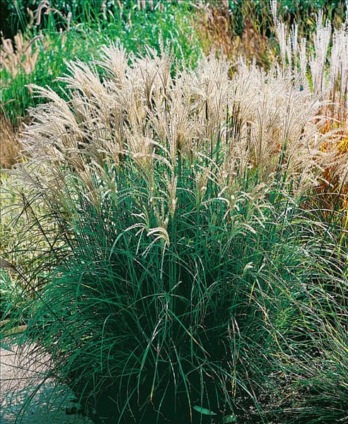 Miscanthus sinensis Adagio