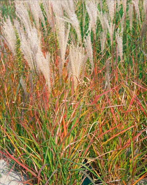 Miscanthus sinensis Adagio