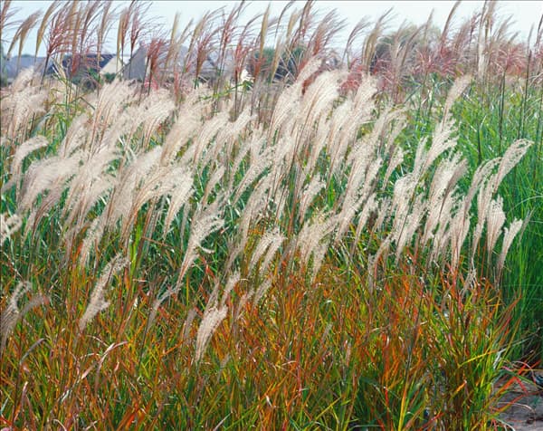 Miscanthus sinensis Adagio