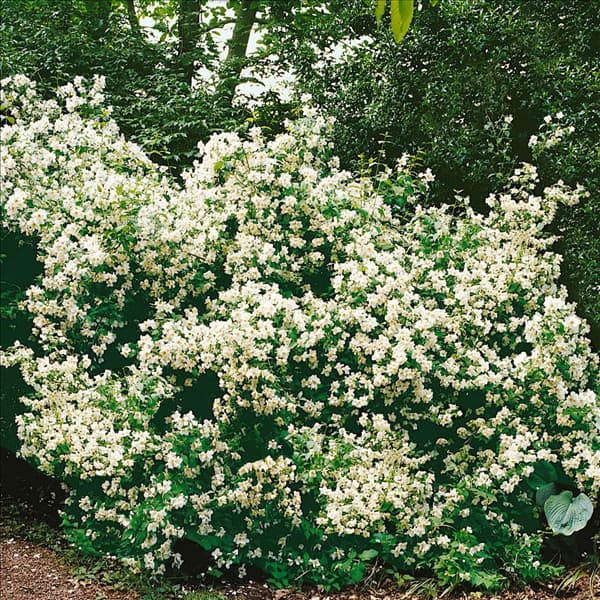 Philadelphus Belle Etoile