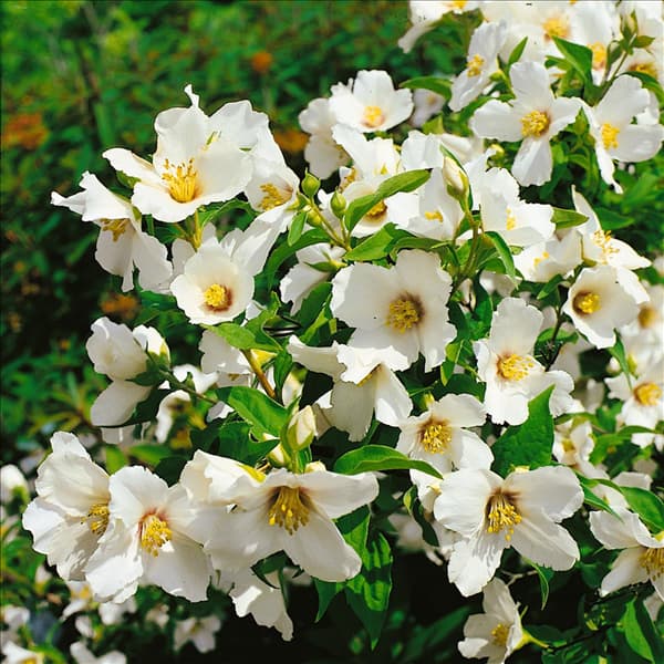 Philadelphus Belle Etoile