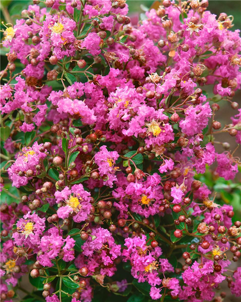 LAGERSTROEMIA INDICA EAVESII