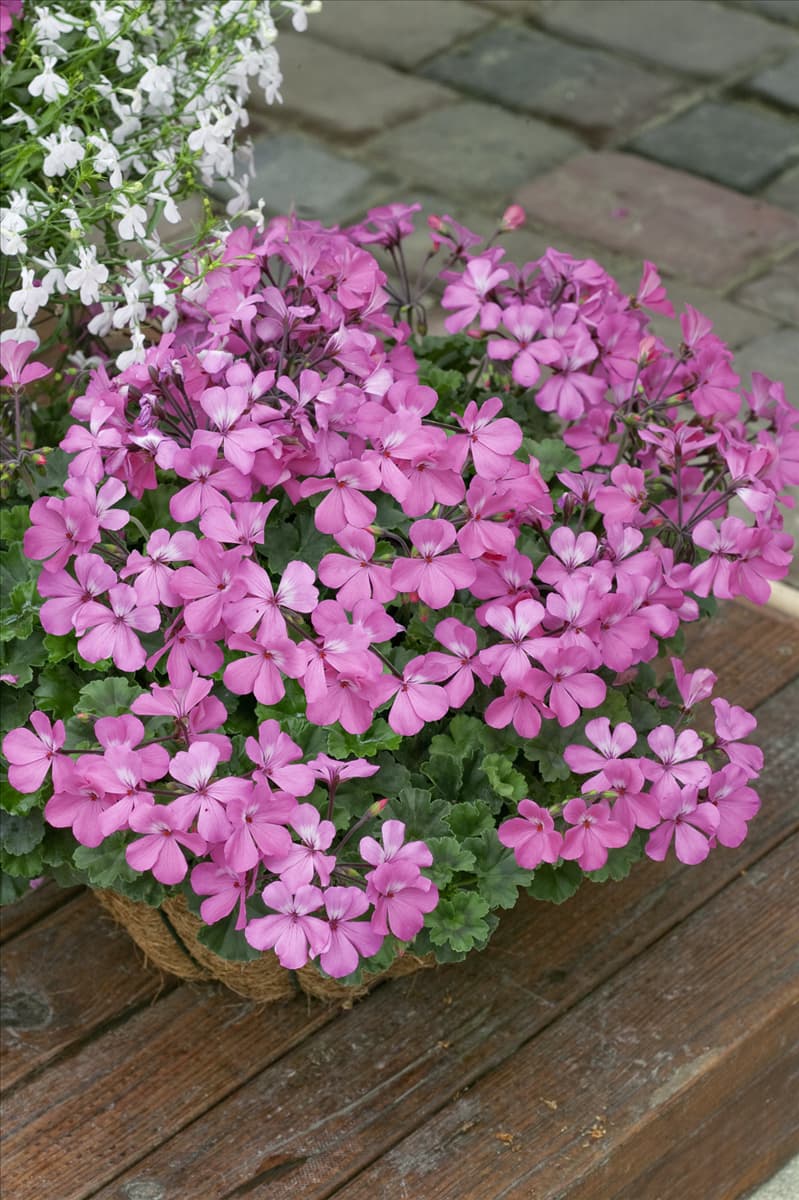 Pelargonium Caliente ® Pink