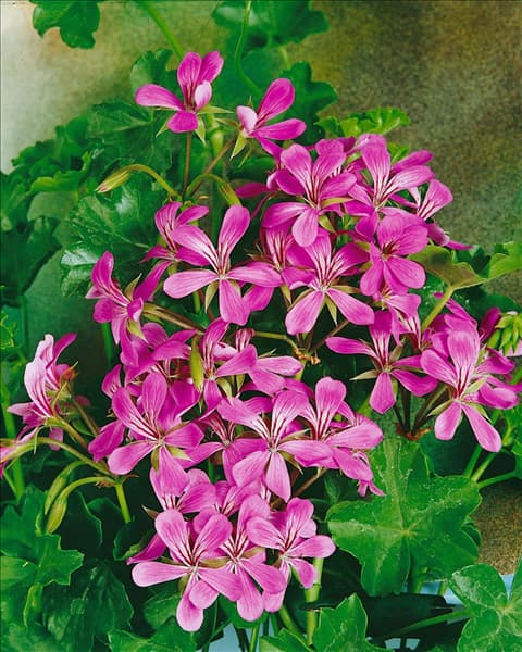 PELARGONIUM PELTATUM lilac