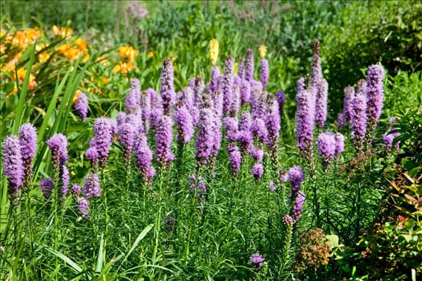 Liatris spicata Kobold