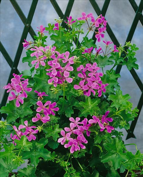 PELARGONIUM PELTATUM lilac
