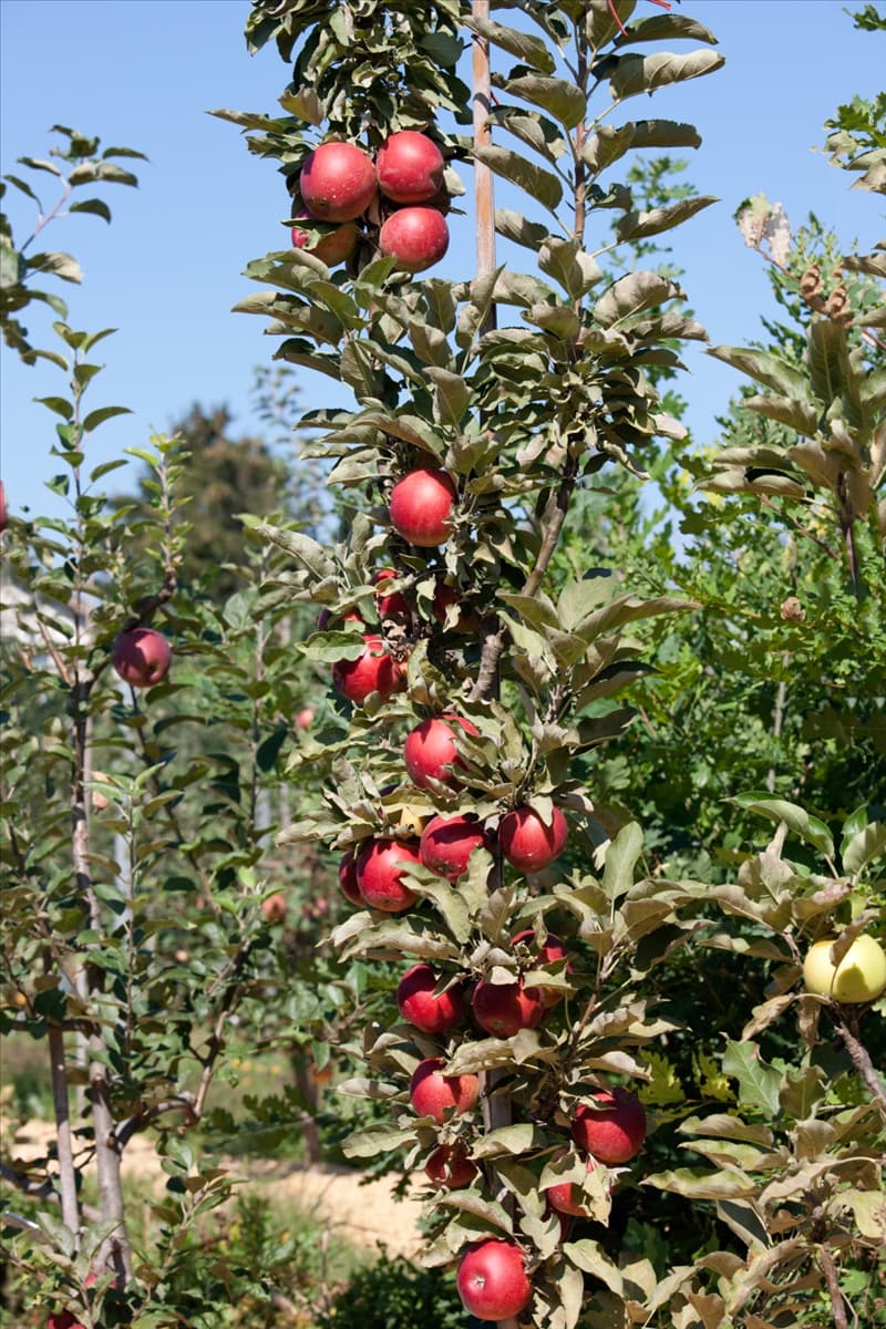 Malus domestica Redcats ®