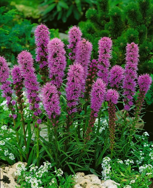 Liatris spicata Kobold