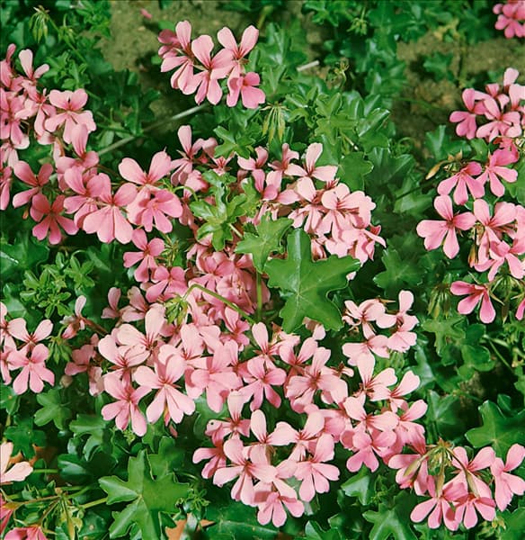 PELARGONIUM PELTATUM