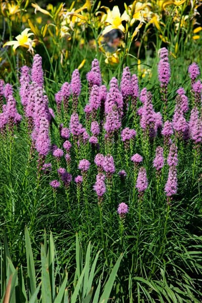Liatris spicata Kobold