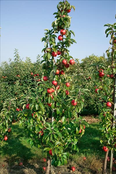 Malus domestica Redcats