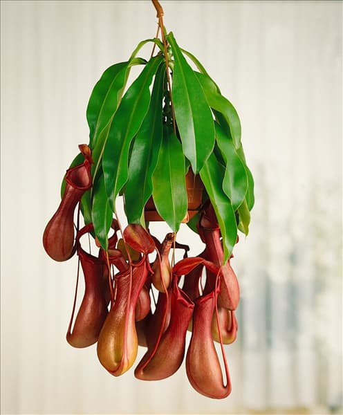 Nepenthes alata