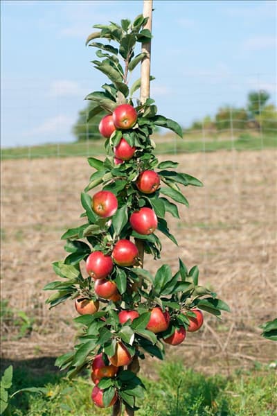 Malus domestica Redcats ®