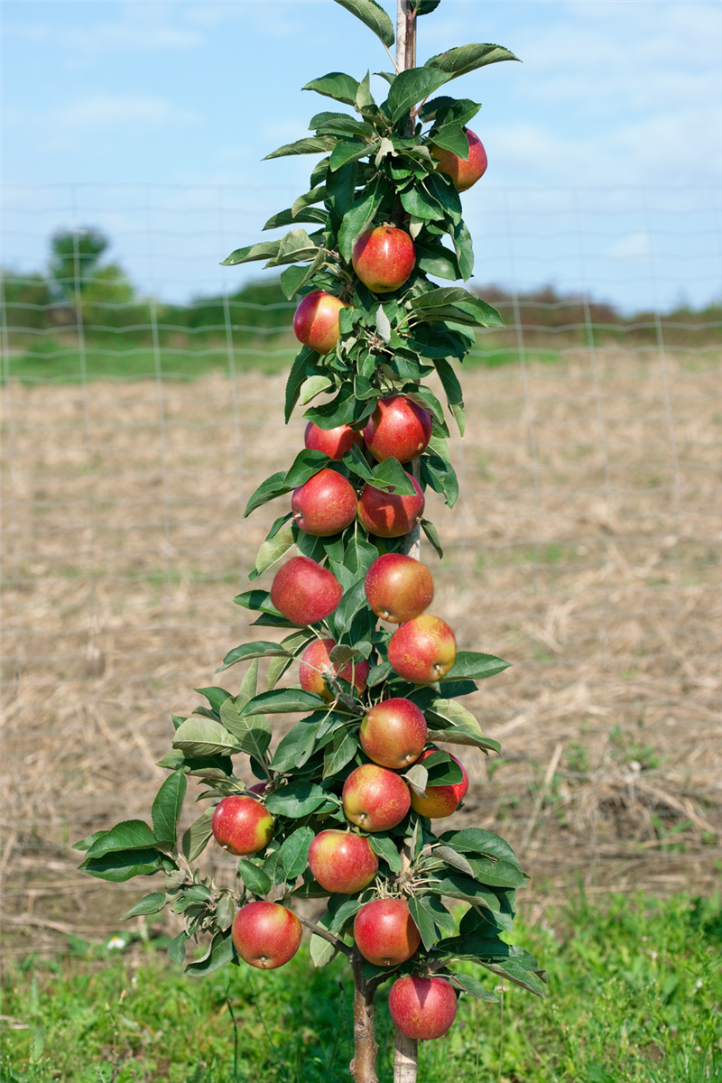 Malus domestica Redcats ®