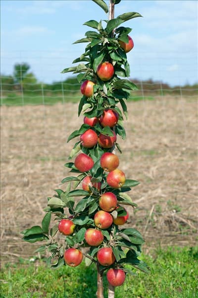 Malus domestica Redcats ®