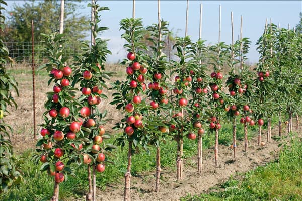 Malus domestica Redcats ®