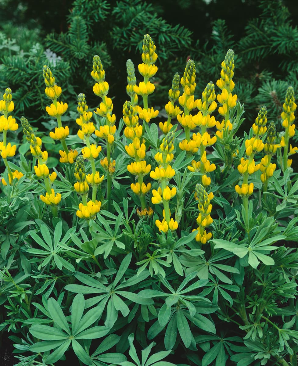 Lupinus luteus