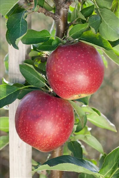 Malus domestica Redcats