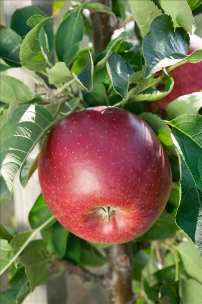 Malus domestica Redcats