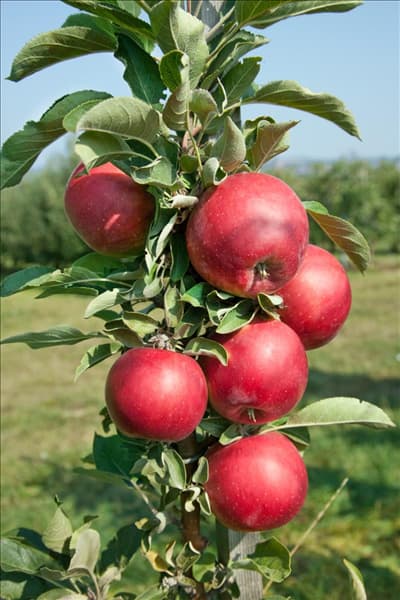 Malus domestica Redcats