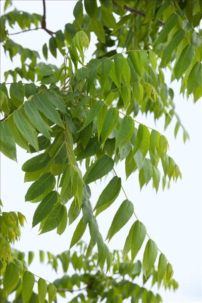 Juglans nigra