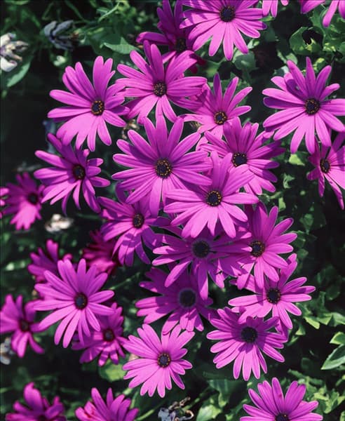 Osteospermum ecklonis