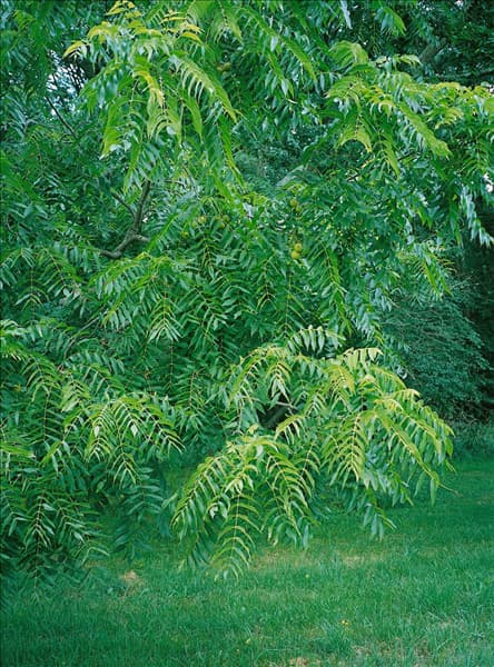 Juglans nigra