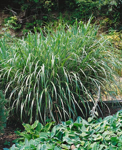 Miscanthus sinensis Cabaret