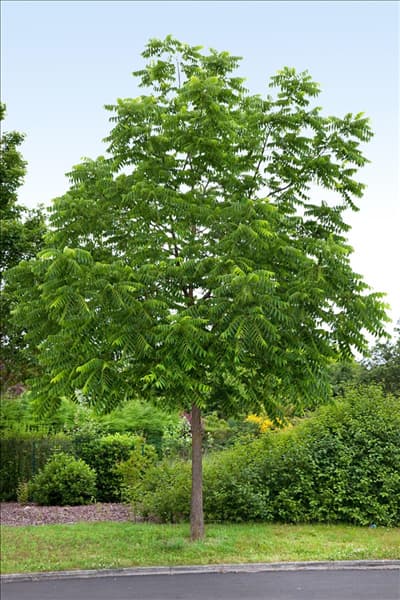Juglans nigra